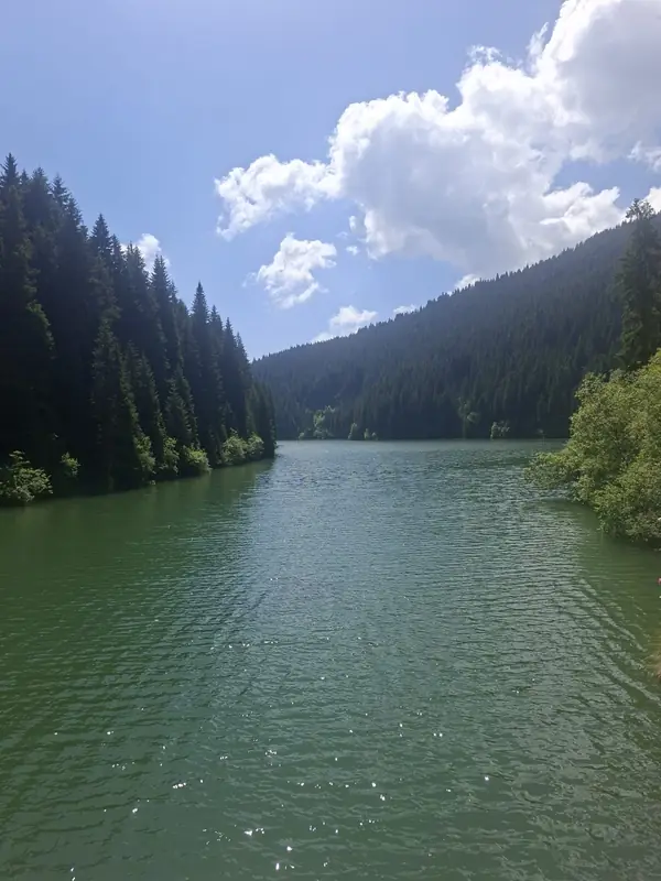 Lac înconjurat de pădure — Bolboci