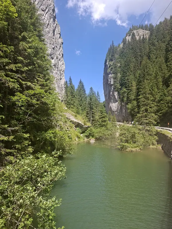 Lac înconjurat de pădure — Bolboci