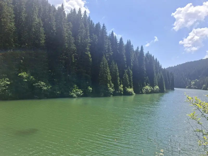 Lac înconjurat de pădure — Bolboci