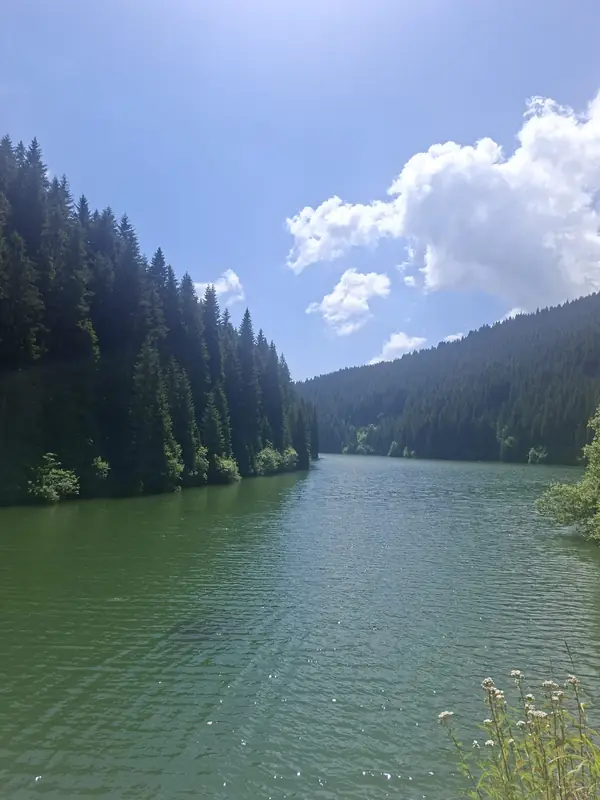 Lac înconjurat de pădure — Bolboci