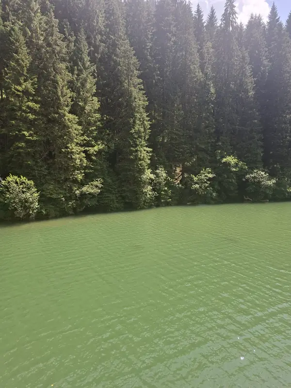 Lac înconjurat de pădure — Bolboci