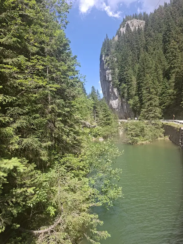 Lac înconjurat de pădure — Bolboci