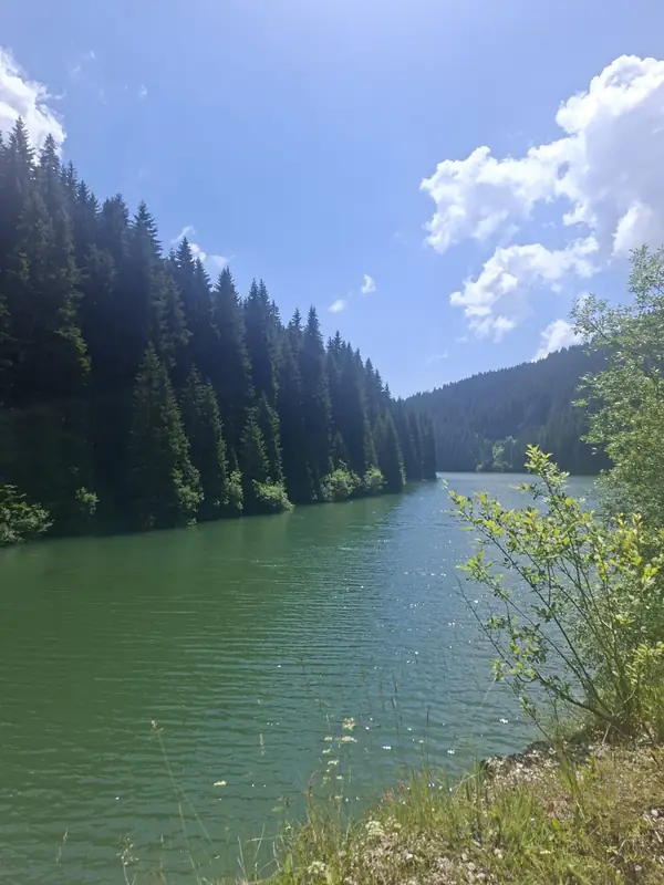 Lac înconjurat de pădure — Bolboci