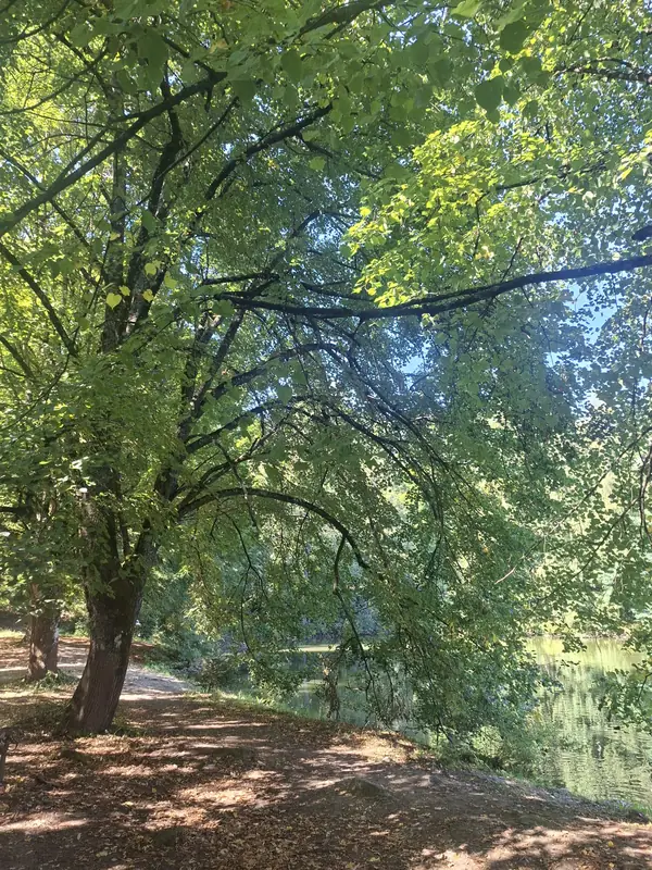 Grădină și vegetație — Mănăstirea Sâmbăta